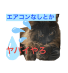 黒猫 ルナ院長96にゃんめ（個別スタンプ：7）