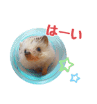 ハリネズミたいちゃんの日常（個別スタンプ：4）