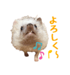 ハリネズミたいちゃんの日常（個別スタンプ：5）