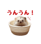 ハリネズミたいちゃんの日常（個別スタンプ：6）