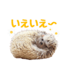 ハリネズミたいちゃんの日常（個別スタンプ：7）