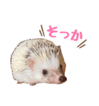 ハリネズミたいちゃんの日常（個別スタンプ：9）