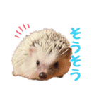 ハリネズミたいちゃんの日常（個別スタンプ：10）