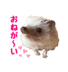 ハリネズミたいちゃんの日常（個別スタンプ：11）