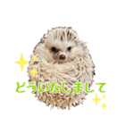 ハリネズミたいちゃんの日常（個別スタンプ：12）