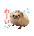 ハリネズミたいちゃんの日常（個別スタンプ：14）