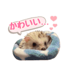 ハリネズミたいちゃんの日常（個別スタンプ：17）