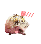ハリネズミたいちゃんの日常（個別スタンプ：18）