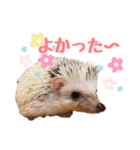 ハリネズミたいちゃんの日常（個別スタンプ：19）
