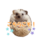 ハリネズミたいちゃんの日常（個別スタンプ：20）