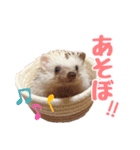 ハリネズミたいちゃんの日常（個別スタンプ：22）