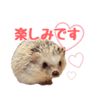 ハリネズミたいちゃんの日常（個別スタンプ：24）