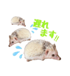 ハリネズミたいちゃんの日常（個別スタンプ：25）