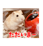 ジャンガリアンハムスターのはむちゃん（個別スタンプ：4）