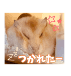 ジャンガリアンハムスターのはむちゃん（個別スタンプ：5）