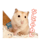 ジャンガリアンハムスターのはむちゃん（個別スタンプ：6）