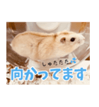 ジャンガリアンハムスターのはむちゃん（個別スタンプ：8）