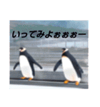 ペンギンのつぶやき3_rev2（個別スタンプ：11）