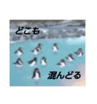 ペンギンのつぶやき3_rev2（個別スタンプ：12）