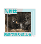 黒猫 ルナ院長97にゃんめ（個別スタンプ：2）