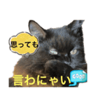 黒猫 ルナ院長97にゃんめ（個別スタンプ：4）