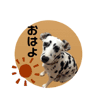 チャコティコシェイク【丁寧・敬語】（個別スタンプ：1）