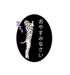 チャコティコシェイク【丁寧・敬語】（個別スタンプ：34）