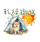 柴犬のキャンプライフ（個別スタンプ：1）