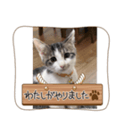 猫スタンプだぞっ！（個別スタンプ：5）