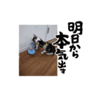 猫スタンプだぞっ！（個別スタンプ：7）