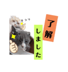 ミュウくんとレンくん（個別スタンプ：7）
