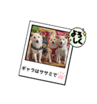 白柴ファミリー♡（個別スタンプ：8）