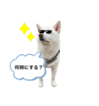 白柴ファミリー♡（個別スタンプ：11）