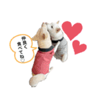 白柴ファミリー♡（個別スタンプ：15）