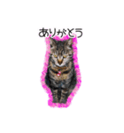 猫のプーちゃんスタンプ（個別スタンプ：4）