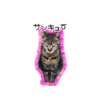 猫のプーちゃんスタンプ（個別スタンプ：5）
