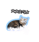 猫のプーちゃんスタンプ（個別スタンプ：7）