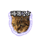 猫のプーちゃんスタンプ（個別スタンプ：8）