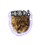猫のプーちゃんスタンプ（個別スタンプ：9）