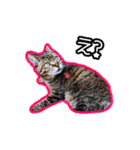 猫のプーちゃんスタンプ（個別スタンプ：20）