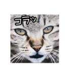 猫のプーちゃんスタンプ（個別スタンプ：24）