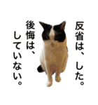 猫の実写スタンプ。みつお と ふう。ⅱ（個別スタンプ：32）