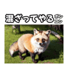 動物たちの反抗期（個別スタンプ：35）