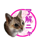 愛之介だニャ（個別スタンプ：6）