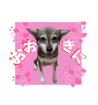 ウルトラ7☆（個別スタンプ：1）