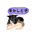 ウルトラ7☆（個別スタンプ：25）
