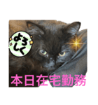 黒猫 ルナ院長98にゃんめ（個別スタンプ：2）