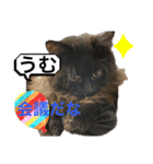 黒猫 ルナ院長98にゃんめ（個別スタンプ：5）