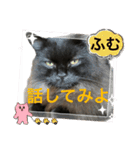 黒猫 ルナ院長98にゃんめ（個別スタンプ：8）