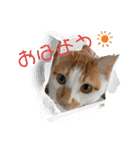 小豆くんだよ（個別スタンプ：1）